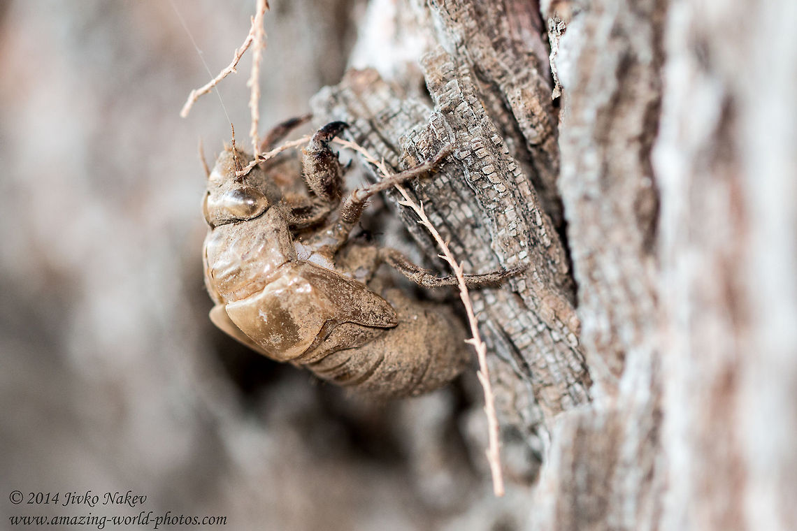 New forest cicada exoskeleton New forest cicada - Cicadetta montana Cicadetta montana,Geotagged,Greece,New forest cicada,greece,insect,nature