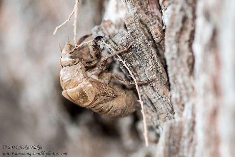 New forest cicada exoskeleton New forest cicada - Cicadetta montana Cicadetta montana,Geotagged,Greece,New forest cicada,greece,insect,nature