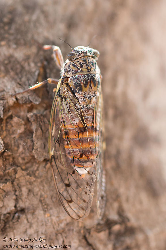 New forest cicada  New forest cicada - Cicadetta montana Cicadetta montana,Geotagged,Greece,New forest cicada,greece,insect,nature