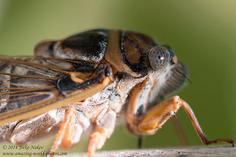 New forest cicada - close-up New forest cicada - Cicadetta montana Cicadetta montana,Geotagged,Greece,New forest cicada,greece,insect,nature