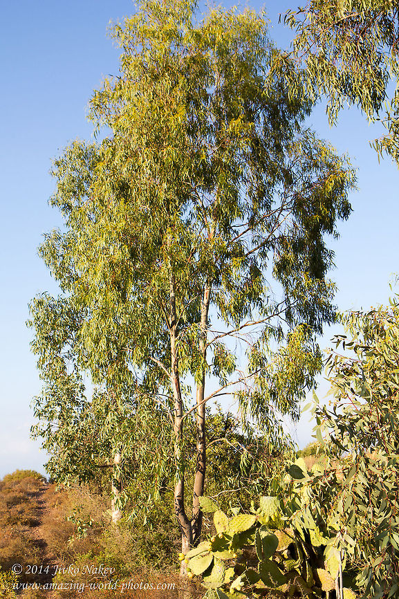 River Red Gum Tree Eucalyptus camaldulensis Eucalyptus camaldulensis,Geotagged,Greece,Plantae,River Red Gum,River Red Gum Tree,greece,nature,trees