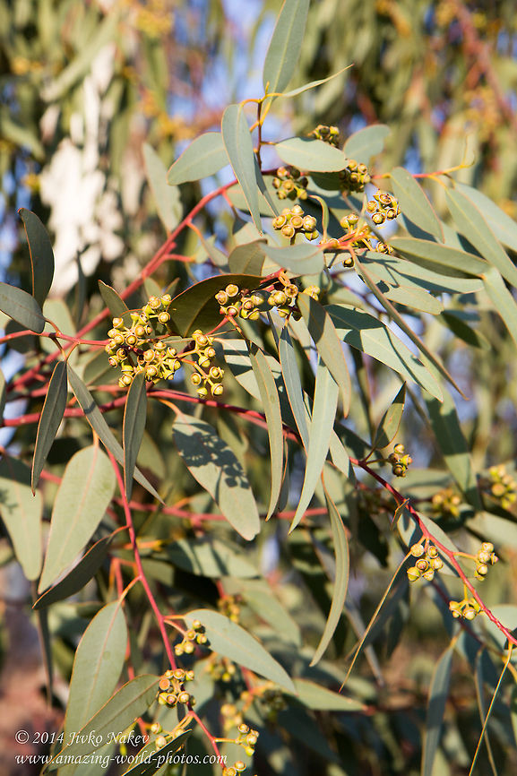 River Red Gum Tree Leaves  Eucalyptus camaldulensis,Geotagged,Greece,Plantae,River Red Gum,River Red Gum Tree,greece,nature,trees