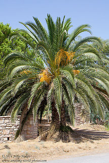 Cretan Date Palm Cretan Date Palm - Phoenix theophrasti Cretan Date Palm,Geotagged,Greece,Phoenix theophrasti,Plantae,nature