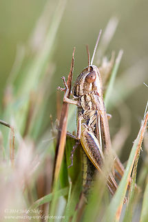 Field Grasshopper  Acrididae,Bulgaria,Geotagged,grasshopper,insect,nature,orthoptera