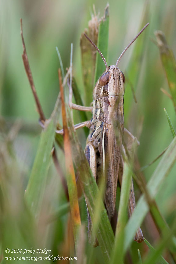 Field Grasshopper  Acrididae,Bulgaria,Geotagged,grasshopper,insect,nature,orthoptera