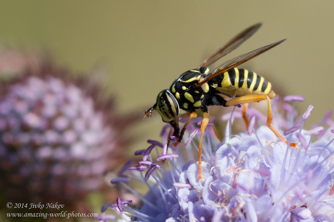 Wasp mimicking syrphid fly Wasp mimicking syrphid fly - Spilomyia saltuum Bulgaria,Geotagged,Spilomyia saltuum,Syrphidae,Wasp mimicking syrphid fly,diptera,flies,insect,nature