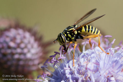 Wasp mimicking syrphid fly Wasp mimicking syrphid fly - Spilomyia saltuum Bulgaria,Geotagged,Spilomyia saltuum,Syrphidae,Wasp mimicking syrphid fly,diptera,flies,insect,nature