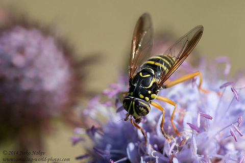 Wasp mimicking syrphid fly Wasp mimicking syrphid fly Bulgaria,Geotagged,Spilomyia saltuum,Syrphidae,Wasp mimicking syrphid fly,diptera,flies,insect,nature