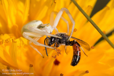 Spider vs. Bee Goldenrod Crab Spider (Misumena vatia) just captured a Lasioglossum calceatum male bee. In fact not the best way to introduce a new species... Bee,Bulgaria,Geotagged,Goldenrod crab spider,Lasioglossum calceatum,Misumena vatia,anemone,arachnida,araneae,arthropoda,bee,flower crab spider,insect,misumena vatia,nature