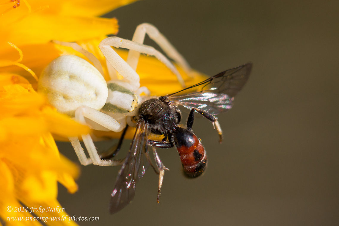 Spider vs. Bee Goldenrod Crab Spider (Misumena vatia) just captured a Lasioglossum calceatum male bee Bee,Bulgaria,Geotagged,Goldenrod crab spider,Lasioglossum calceatum,Misumena vatia,anemone,arachnida,araneae,arthropoda,bee,flower crab spider,insect,misumena vatia,nature