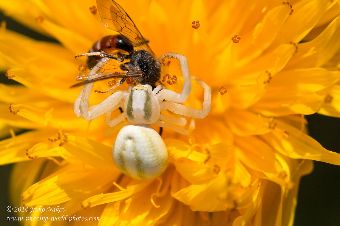 Spider vs. Bee Goldenrod Crab Spider (Misumena vatia) just captured a Lasioglossum calceatum male bee Bulgaria,Geotagged,Goldenrod crab spider,Lasioglossum calceatum,Misumena vatia,anemone,arachnida,araneae,arthropoda,bee,flower crab spider,insect,misumena vatia,nature