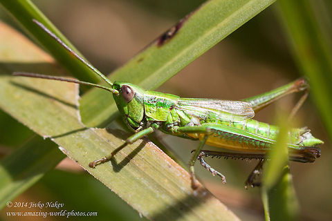 Euthystira brachyptera grasshopper - male Euthystira brachyptera Bulgaria,Euthystira brachyptera,Geotagged,Graddhopper,insect,nature