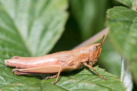 Euthystira brachyptera grasshopper - female Euthystira brachyptera Bulgaria,Euthystira brachyptera,Geotagged,Graddhopper,insect,nature