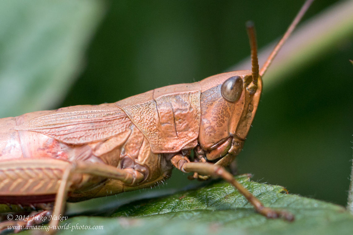 Euthystira brachyptera grasshopper - female - Close-up Euthystira brachyptera Bulgaria,Euthystira brachyptera,Geotagged,Graddhopper,insect,nature