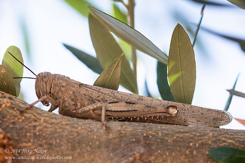 Egyptian Locust, Egyptian Grasshopper Egyptian Locust, Egyptian Grasshopper Anacridium aegypticum,Anacridium aegyptium,Egyptian Grasshopper,Egyptian Locust,Egyptian locust,Geotagged,Greece,acrididae,insect,nature,orthoptera