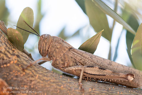 Egyptian Locust, Egyptian Grasshopper Egyptian Locust, Egyptian Grasshopper
The photo is taken in Greece, down south near Koroni village, Peloponnese peninsula. I spotted it well camouflaged in an olive tree. Anacridium aegypticum,Anacridium aegyptium,Egyptian Grasshopper,Egyptian Locust,Egyptian locust,Geotagged,Greece,acrididae,insect,nature,orthoptera