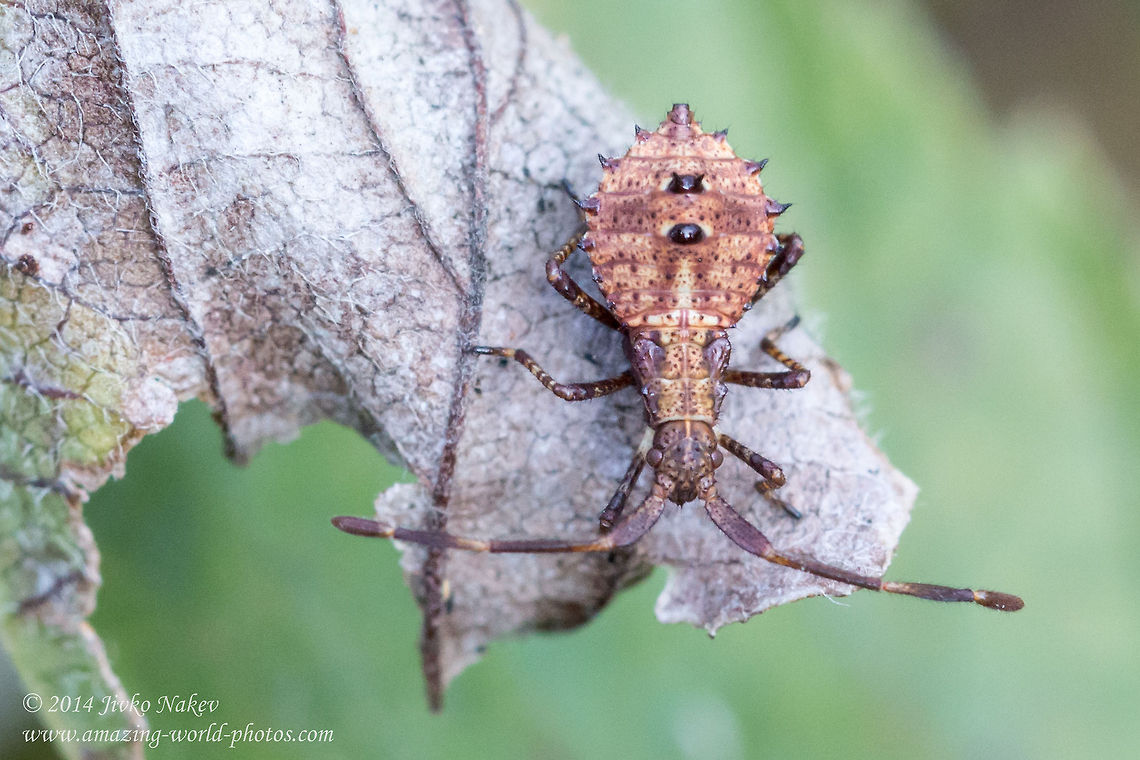 Dock Bug Nymph Dock bug - Coreus marginatus Bulgaria,Coreidae,Coreus marginatus,Dock Bug,Dock bug,Geotagged,Nymph,hemiptera,insect,nature