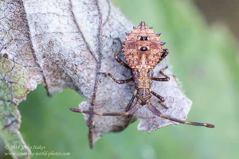Dock Bug Nymph Dock bug - Coreus marginatus Bulgaria,Coreidae,Coreus marginatus,Dock Bug,Dock bug,Geotagged,Nymph,hemiptera,insect,nature