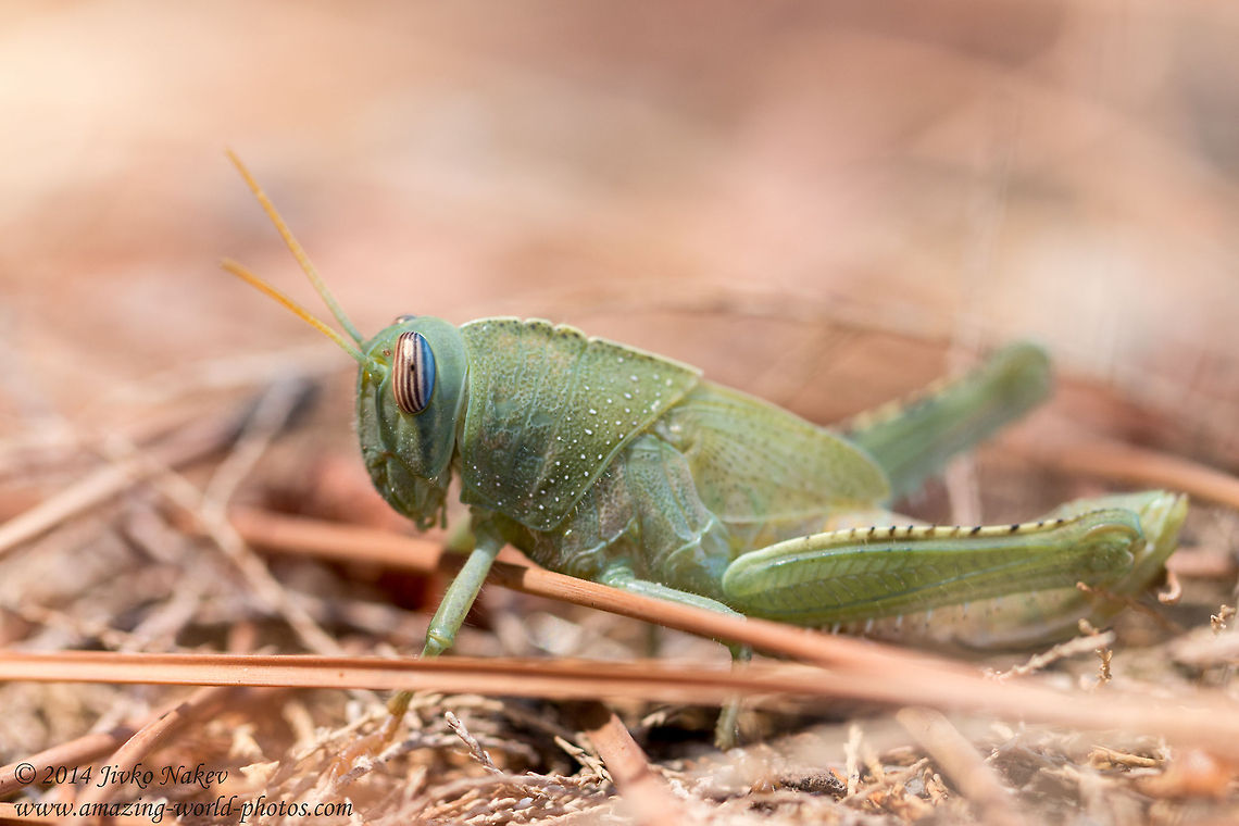 Egyptian Locust Grasshopper Egyptian Locust, Egyptian Grasshopper Nymph - Anacridium aegypticum Anacridium aegypticum,Anacridium aegyptium,Egyptian Grasshopper,Egyptian Locust,Egyptian locust,Geotagged,Greece,acrididae,insect,nature,orthoptera