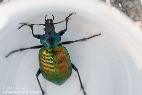 Forest Caterpillar Hunter Forest Caterpillar Hunter Ground Beetle - Calosoma sycophanta Calosoma sycophanta,Carabidae,Forest Caterpillar Hunter,Geotagged,Greece,Ground Beetle,coleoptera