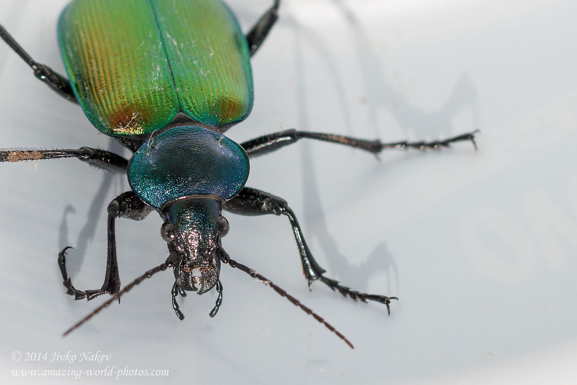 Forest Caterpillar Hunter Forest Caterpillar Hunter Ground Beetle - Calosoma sycophanta Calosoma sycophanta,Carabidae,Forest Caterpillar Hunter,Geotagged,Greece,Ground Beetle,coleoptera