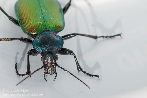 Forest Caterpillar Hunter Forest Caterpillar Hunter Ground Beetle - Calosoma sycophanta Calosoma sycophanta,Carabidae,Forest Caterpillar Hunter,Geotagged,Greece,Ground Beetle,coleoptera