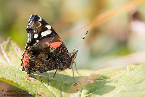 Red Admiral Butterfly Red Admiral Butterfly - Vanessa atalanta Bulgaria,Geotagged,Red Admiral,Vanessa atalanta,butterfly,insect,lepidoptera,nature,nymphalidae