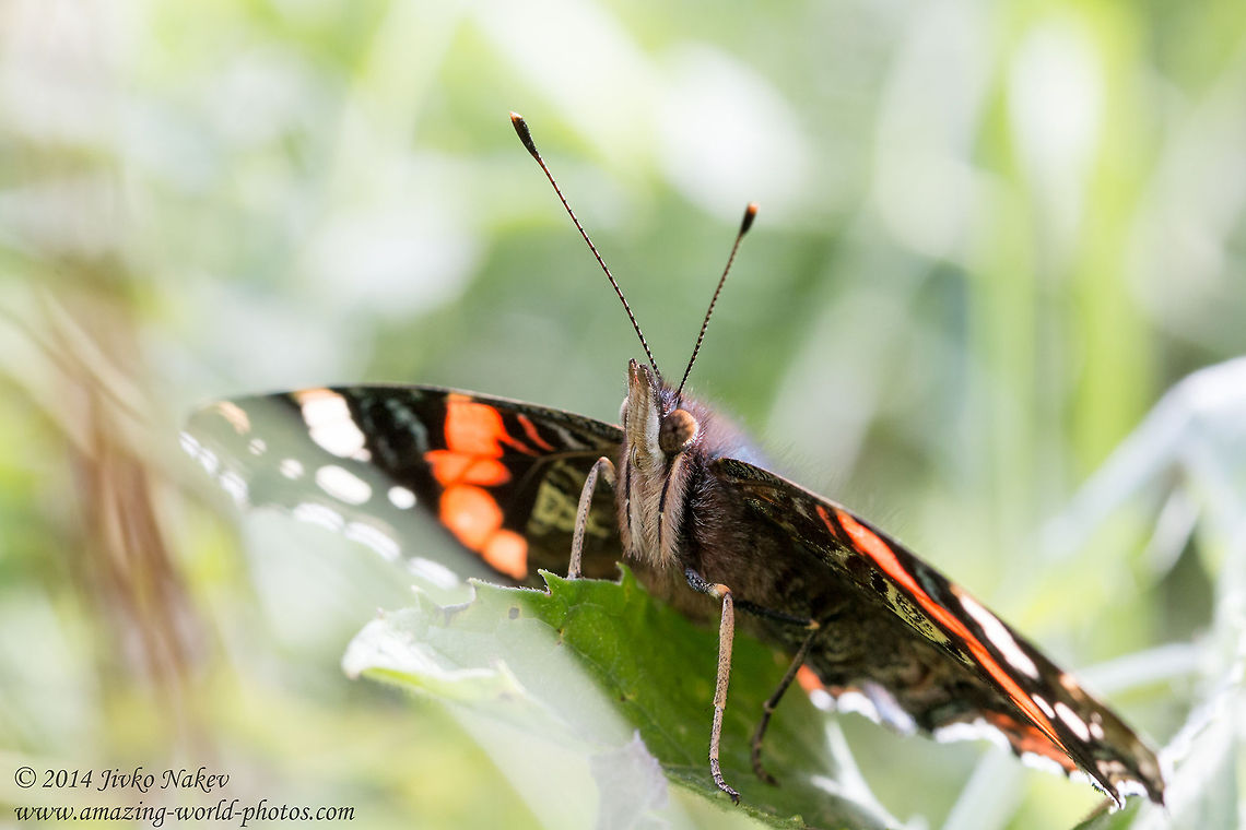 Red Admiral Butterfly Red Admiral Butterfly - Vanessa atalanta Bulgaria,Geotagged,Red Admiral,Vanessa atalanta,butterfly,insect,lepidoptera,nature,nymphalidae