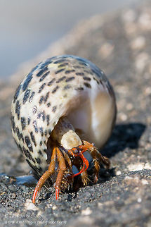 Mediterranean Hermit Crab Mediterranean Hermit Crab sheltered in gastropod shell Mediterranean sea snail (Osilinus turbinatus) Clibanarius erythropus,Crabs,Crustaceans,Diogenidae,Geotagged,Greece,Mediterranean Hermit Crab,Mediterranean sea snail,Osilinus turbinatus,nature