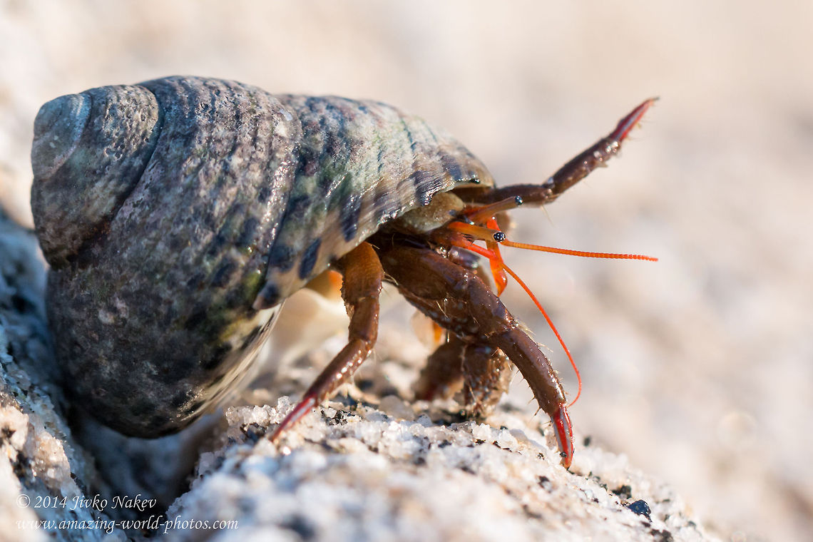 Mediterranean Hermit Crab Mediterranean Hermit Crab sheltered in gastropod shell Mediterranean sea snail (Osilinus turbinatus) Clibanarius erythropus,Crabs,Crustaceans,Diogenidae,Geotagged,Greece,Mediterranean Hermit Crab,Mediterranean sea snail,Osilinus turbinatus,nature