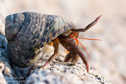 Mediterranean Hermit Crab Mediterranean Hermit Crab sheltered in gastropod shell Mediterranean sea snail (Osilinus turbinatus) Clibanarius erythropus,Crabs,Crustaceans,Diogenidae,Geotagged,Greece,Mediterranean Hermit Crab,Mediterranean sea snail,Osilinus turbinatus,nature