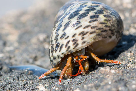 Mediterranean sea snail (Osilinus turbinatus) shell giving home to Hermit Crab - Clibanarius erythropus Mediterranean Hermit Crab sheltered in gastropod shell Mediterranean sea snail (Osilinus turbinatus) Clibanarius erythropus,Crabs,Crustaceans,Diogenidae,Geotagged,Greece,Mediterranean Hermit Crab,Mediterranean sea snail,Osilinus turbinatus,Phorcus turbinatus,nature