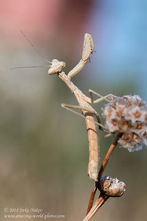Praying mantis Praying mantis - Ameles decolor Ameles decolor,Geotagged,Greece,Mantidae,Praying mantis,animalia,arthropoda,insect,nature
