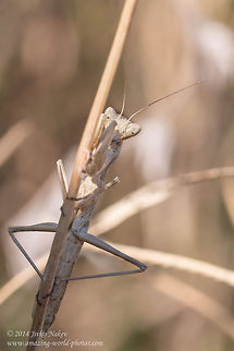 Praying mantis Praying mantis - Ameles decolor Ameles decolor,Geotagged,Greece,Mantidae,Praying mantis,animalia,arthropoda,insect,nature