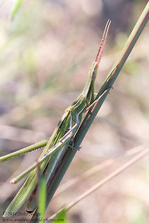Nosed grasshopper Nosed grasshopper - Acrida ungarica Acrida ungarica,Geotagged,Greece,Nosed Grasshopper,Nosed grasshopper,acrididae,insect,nature,orthoptera