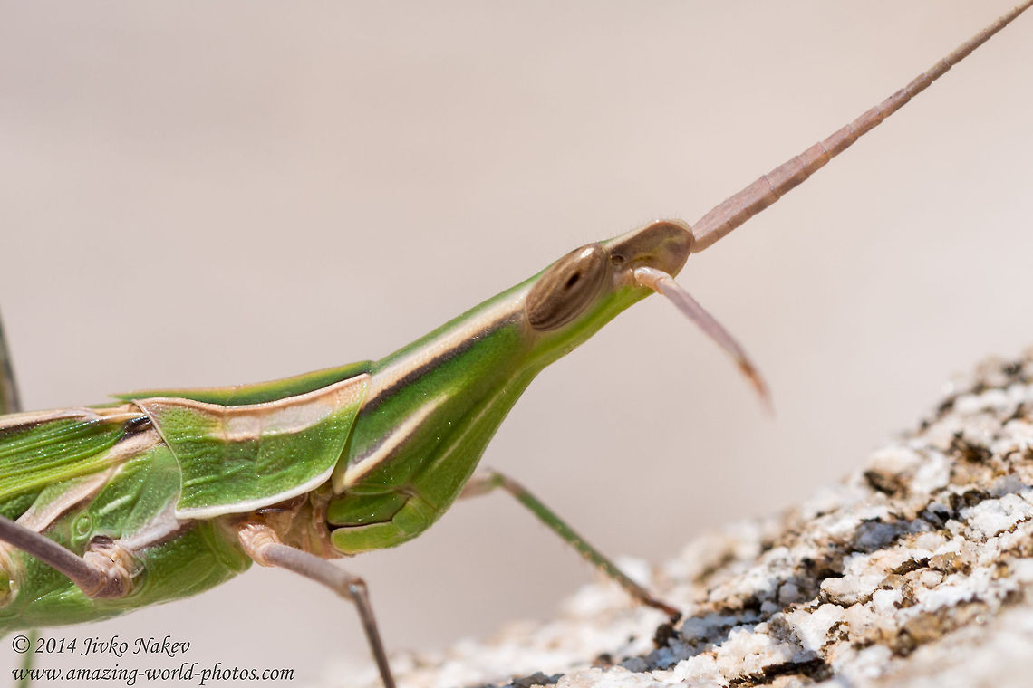 Nosed grasshopper Close up Nosed grasshopper - Acrida ungarica Acrida ungarica,Geotagged,Greece,Nosed Grasshopper,Nosed grasshopper,acrididae,insect,nature,orthoptera