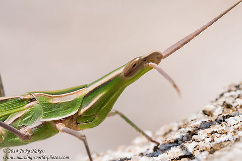 Nosed Grasshopper