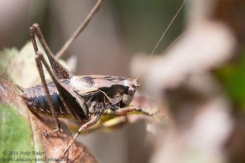 Dark Bush-cricket Dark Bush-cricket - Pholidoptera griseoaptera Bulgaria,Dark Bush-cricket,Dark bush-cricket,Geotagged,Pholidoptera griseoaptera,Tettigoniidae,insect,nature,orthoptera