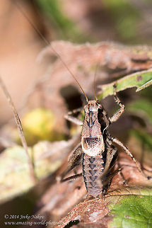 Dark Bush-cricket Dark Bush-cricket - Pholidoptera griseoaptera Bulgaria,Dark Bush-cricket,Dark bush-cricket,Geotagged,Pholidoptera griseoaptera,Tettigoniidae,insect,nature,orthoptera