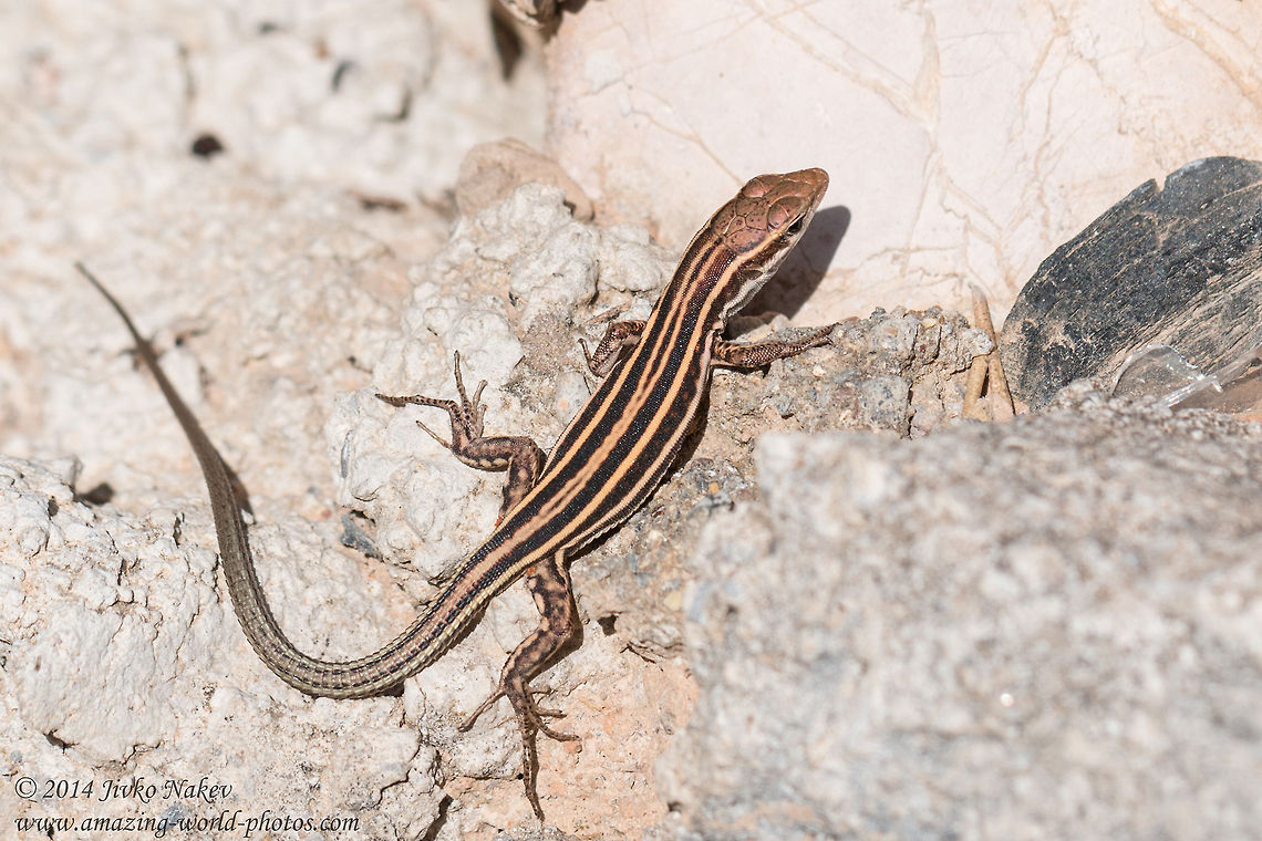 Peloponnese wall lizard Peloponnese wall lizard - Podarcis peloponnesiacus<br />
This lizard is endemic to Peloponnese and I am happy I was lucky enough to capture it. Geotagged,Greece,Lacertidae,Peloponnese wall lizard,Podarcis peloponnesiacus,nature,reptile