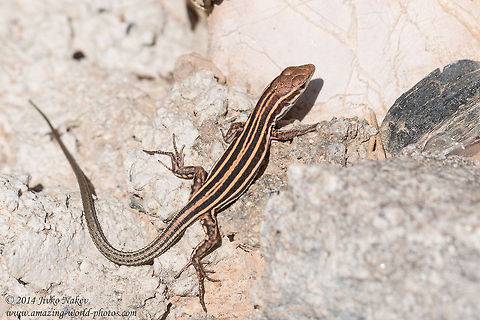 Peloponnese wall lizard Peloponnese wall lizard - Podarcis peloponnesiacus
This lizard is endemic to Peloponnese and I am happy I was lucky enough to capture it. Geotagged,Greece,Lacertidae,Peloponnese wall lizard,Podarcis peloponnesiacus,nature,reptile