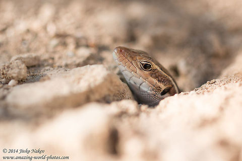 Peloponnese wall lizard hiding in a hole Peloponnese wall lizard - Podarcis peloponnesiacus Geotagged,Greece,Lacertidae,Peloponnese wall lizard,Podarcis peloponnesiacus,nature,reptile