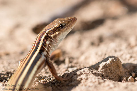 Peloponnese wall lizard Peloponnese wall lizard - Podarcis peloponnesiacus Geotagged,Greece,Lacertidae,Peloponnese wall lizard,Podarcis peloponnesiacus,nature,reptile