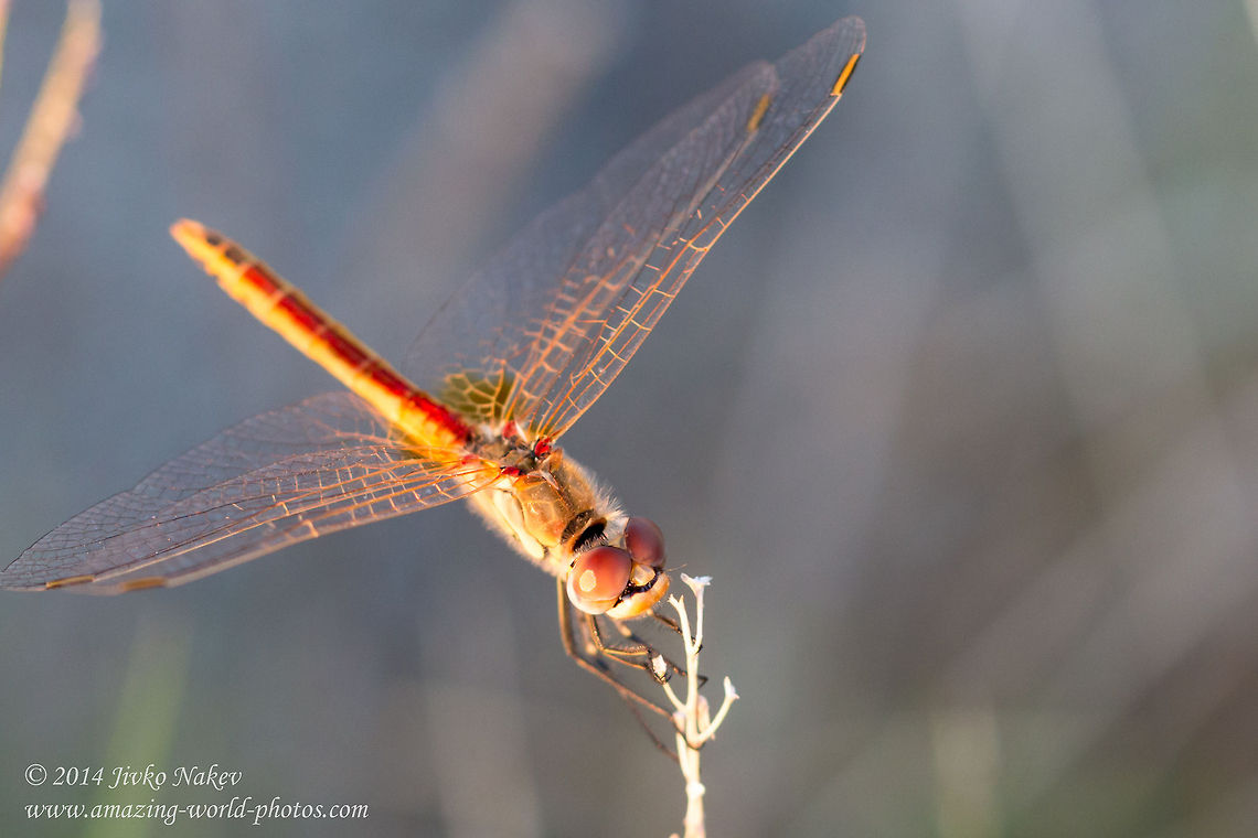 Red-veined Darter, Nomad Red-veined Darter, Nomad - Sympetrum fonscolombii Dragonfly,Geotagged,Greece,Nomad,Odonata,Percher,Red-veined Darter,Red-veined darter,Skimmer,Sympetrum fonscolombii,nature