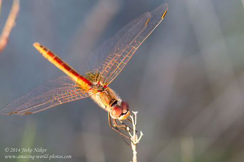 Red-veined Darter, Nomad Red-veined Darter, Nomad - Sympetrum fonscolombii Dragonfly,Geotagged,Greece,Nomad,Odonata,Percher,Red-veined Darter,Red-veined darter,Skimmer,Sympetrum fonscolombii,nature