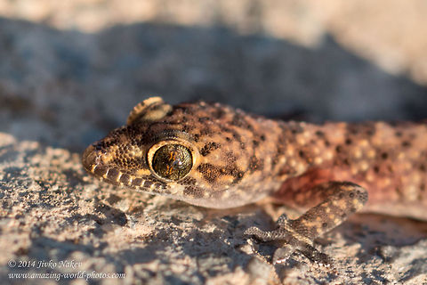 Mediterranean house gecko Mediterranean house gecko - Hemidactylus turcicus Animals,Gekkonidae,Geotagged,Greece,Hemidactylus turcicus,Mediterranean house gecko,nature,reptilia