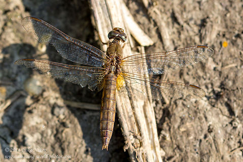 Old Female Broad Scarlet Darter Dragonfly Broad Scarlet Darter - Crocothemis erythraea
https://www.jungledragon.com/image/62610/scarlet_dragonfly_male_-_crocothemis_erythraea.html Broad Scarlet,Bulgaria,Crocothemis erythraea,Dragonfly,Geotagged,Odonata,Scarlet Darter,insect,nature