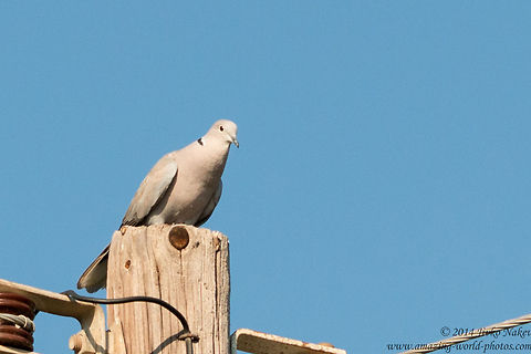 Eurasian collared dove Eurasian collared dove - Streptopelia decaocto Columbidae,Eurasian Collared Dove,Eurasian collared dove,Geotagged,Greece,Streptopelia decaocto,aves,birds,nature