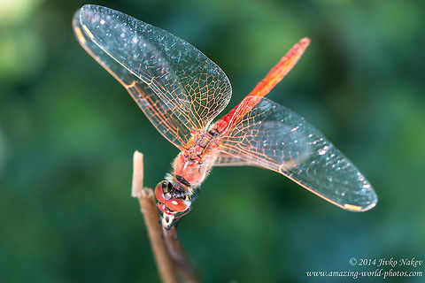 Red-veined Darter, Nomad Red-veined Darter, Nomad - Sympetrum fonscolombii Dragonfly,Geotagged,Greece,Nomad,Odonata,Percher,Red-veined Darter,Red-veined darter,Skimmer,Sympetrum fonscolombii,nature