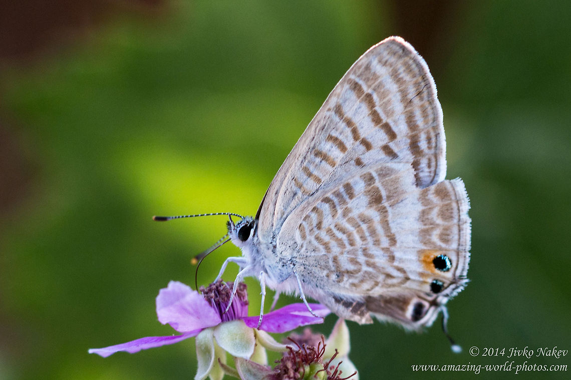 Long-tailed Blue Long-tailed Blue - Lampides boeticus Geotagged,Greece,Lampides boeticus,Long-tailed Blue,Lycaenifae,Peablue or Long-tailed Blue,butterfly,insect,lepidoptera,nature
